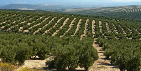 perito_agricola_agronomo_jaen